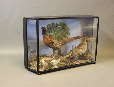 Decorative glass case from the 1930s with a pair of taxidermy 
pheasants. 
5000m2 showroom.
