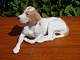 Royal Dog Pointer  No. 1635. 13 * 24 cm. 
5000 m2 showroom.