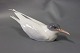 Royal Copenhagen porcelain figure Arctic Tern, no.: 827.
Great condition
