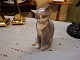 Cat in B&G no. 2256. We have many other figurines at the moment. 
5000m2 showroom.